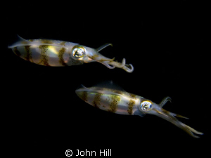 Two juvenile Squid mesmerized by my strobe light.  Night ... by John Hill 